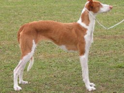 podenco_dibiza_20211201_1254669547